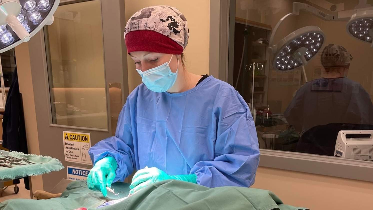 Dr. Brenna Sakatch performing a prophylactic gastropexy on her own dog, Buster.